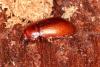 Nalassus laevioctostriatus